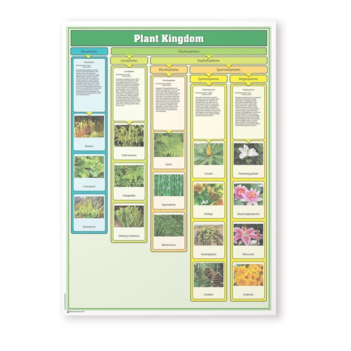 Montessori Materials-Plant Kingdom Chart