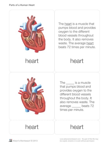 Montessori Materials: Parts of a Human Heart 6-9