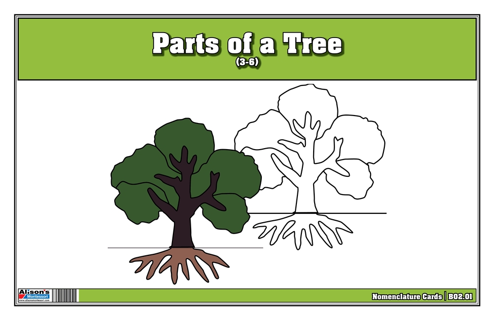 parts of tree worksheet