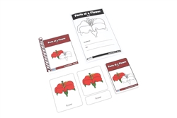 Parts of a Flower Nomenclature Cards 3-6 (Printed)