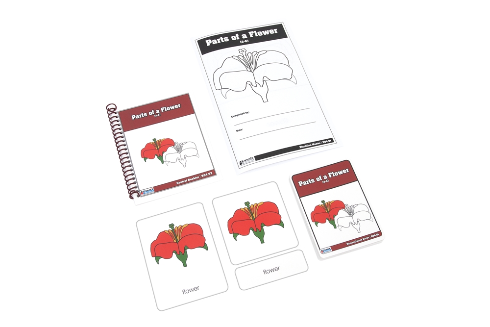 Parts of a Flower Nomenclature Cards 3-6 (Printed)