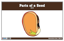 Parts of a Seed Nomenclature Cards 6-9 (Printed)