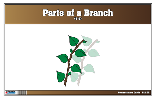 Parts of a Branch Nomenclature Cards (6-9) 