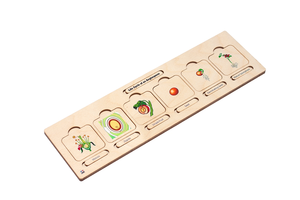 Life Cycle Puzzle: Angiosperm 