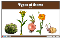Types of Stems Nomenclature Cards 3-6 (Printed)