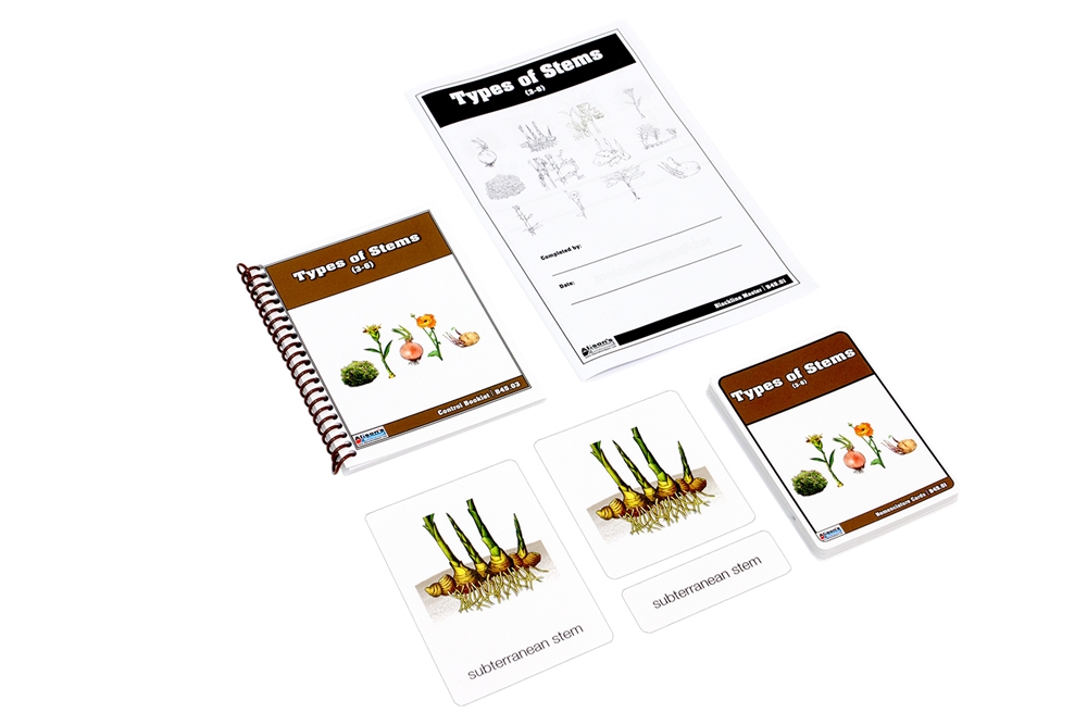 Type of Stem Nomenclature Cards 