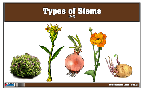 Type of Stem Nomenclature Cards 3-6 (Printed)