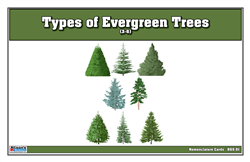 Types of Evergreen Trees Nomenclature Cards  3-6 (Printed)