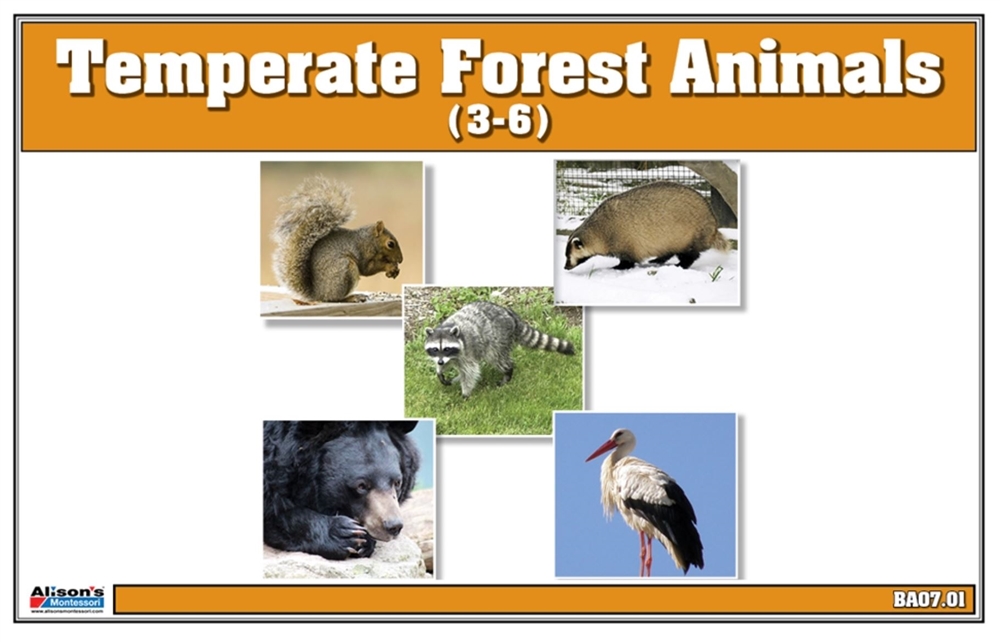 tropical dry forest animals list
