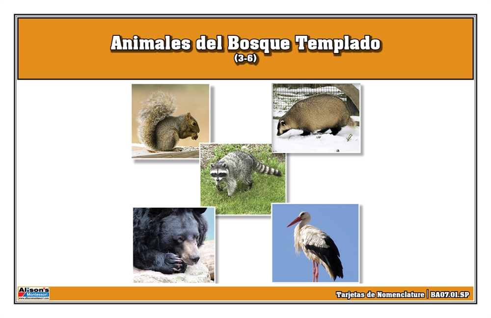 Montessori Materials: Temperate Forest Animals Nomenclature Cards (Printed)