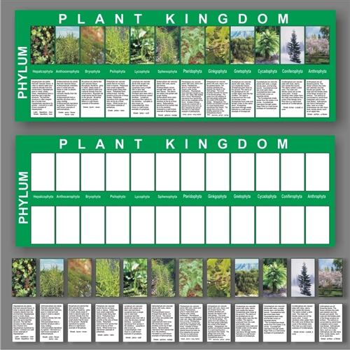 Montessori Materials: Kingdom Charts/ Plants