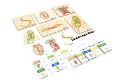 The Study of Phyla - Complete Curriculum