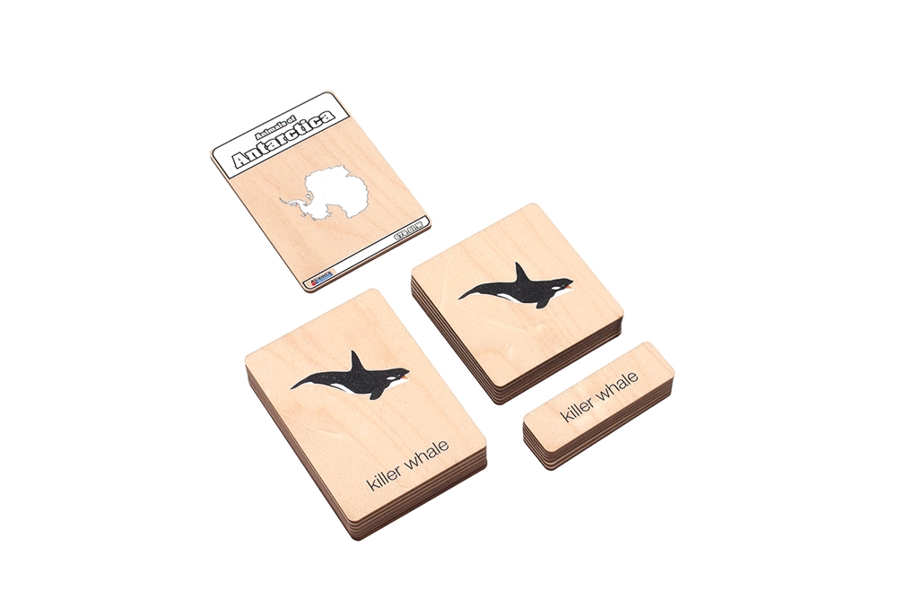  Animals of Antarctica Wooden Nomenclature Cards (3-6) (Printed)