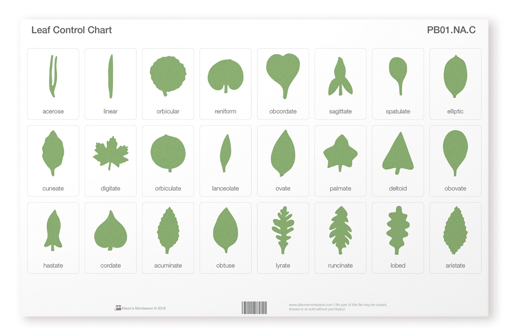 Montessori Materials: North American Botany Leaf Cabinet Control Chart ...