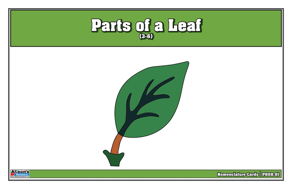 Parts of a Leaf Puzzle Nomenclature Cards (3-6) (Premium Quality) 