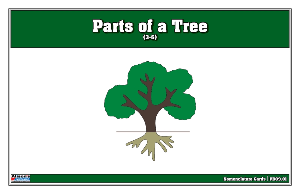 Parts of a Tree Puzzle Nomenclature Cards (3-6) (Premium Quality) 