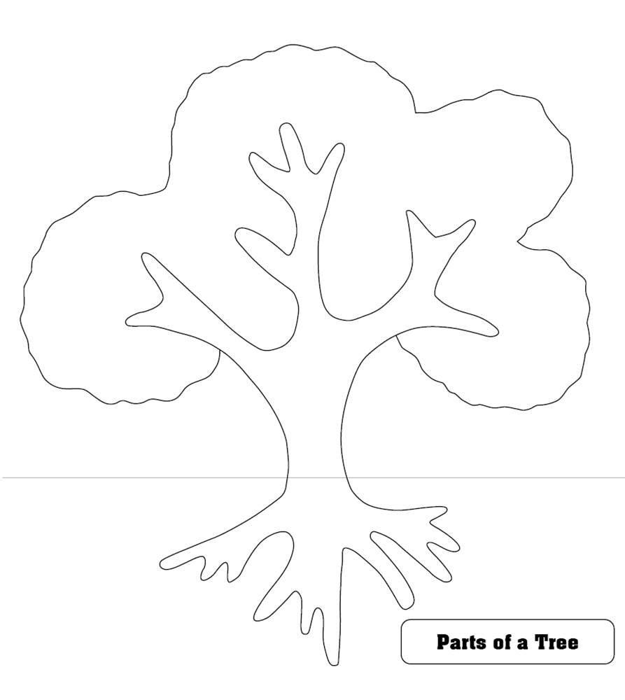 tree-parts - Tree Science for kids from Growing with Science blog | Science  for kids, Tree, Science blog