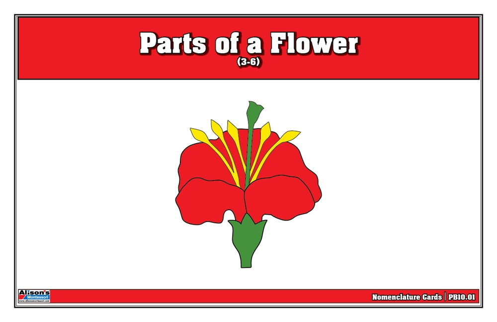 Parts of a Flower Puzzle Nomenclature Cards (3-6) (Premium Quality) 