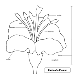 Montessori Materials: Parts of a Flower Puzzle Control Chart (Premium ...