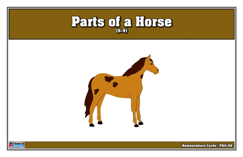  Parts of a Horse Puzzle Nomenclature Cards (6-9) (Premium Quality)