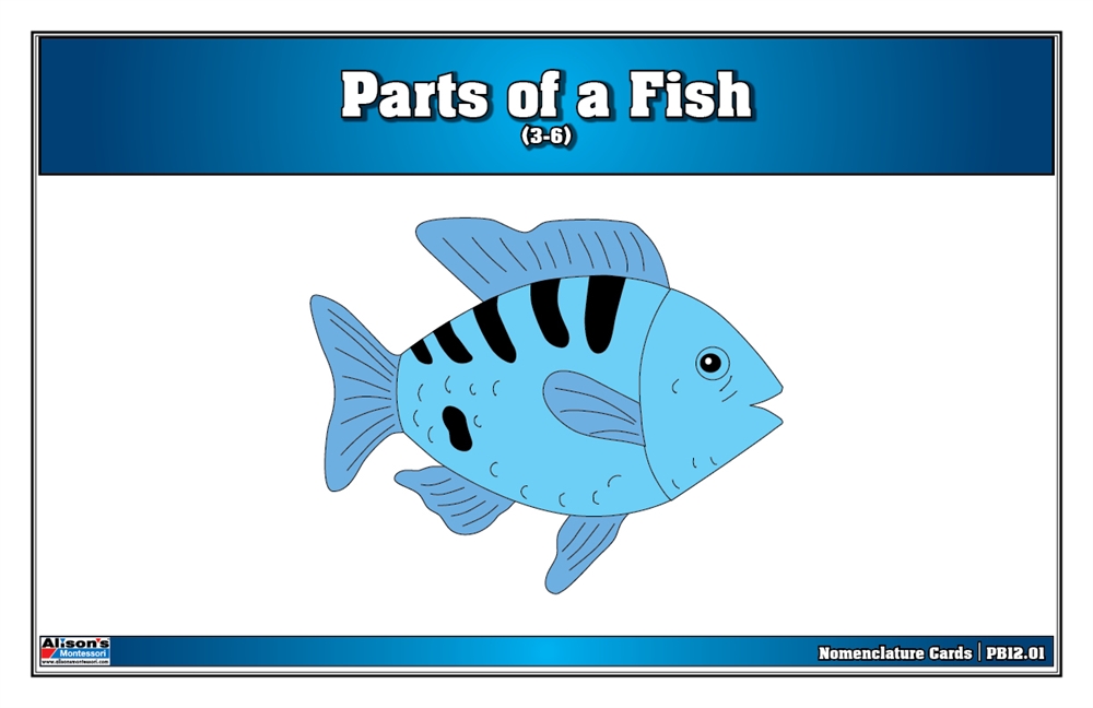 Parts of a Fish Puzzle Nomenclature Cards (3-6) (Premium Quality) 