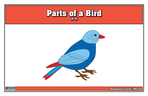  Parts of a Bird Puzzle Nomenclature Cards (6-9) (Premium Quality)