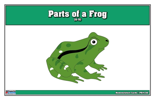 Parts of a Frog Puzzle Nomenclature Cards (6-9) (Premium Quality) 