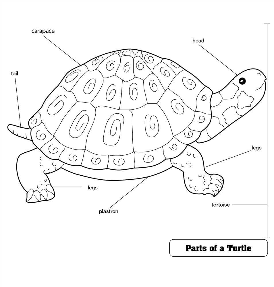 Montessori Materials: Parts of a Tortoise Puzzle with Nomenclature ...