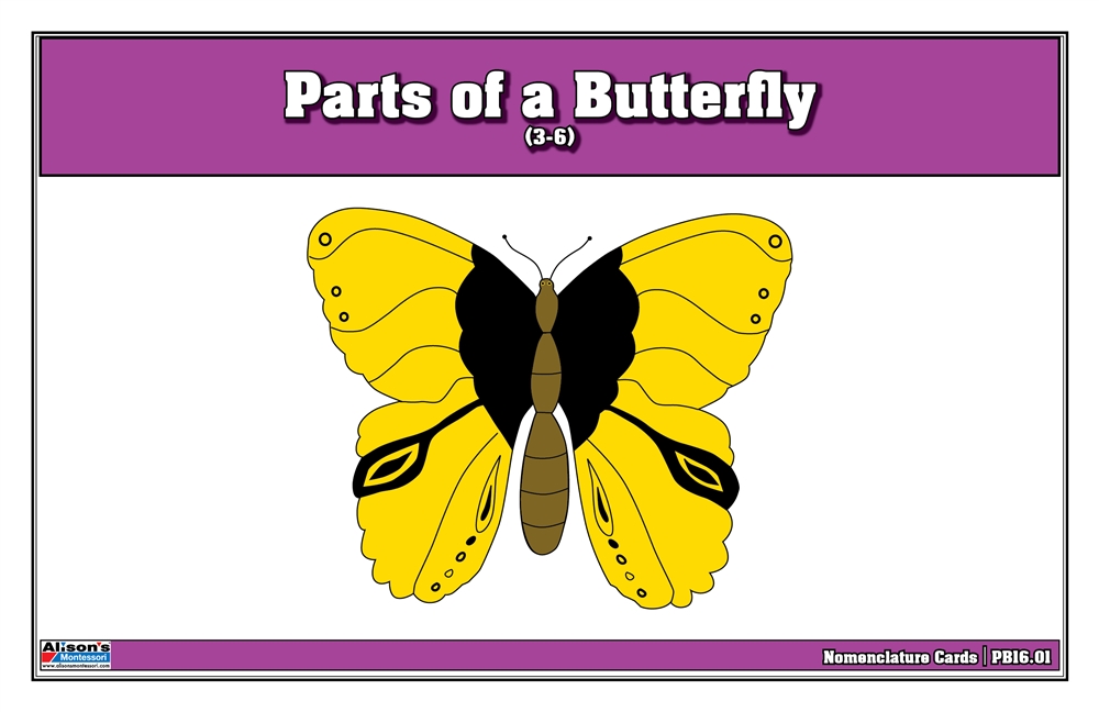 Parts of a Butterfly Puzzle Nomenclature Cards (3-6) (Premium Quality) 