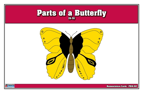 Parts of a Butterfly Puzzle Nomenclature Cards (6-9) (Premium Quality) 