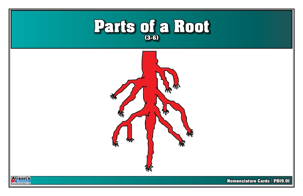 Parts of a Root Puzzle Nomenclature Cards (3-6) (Premium Quality) 