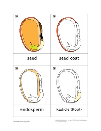 Parts Of A Seed Worksheet