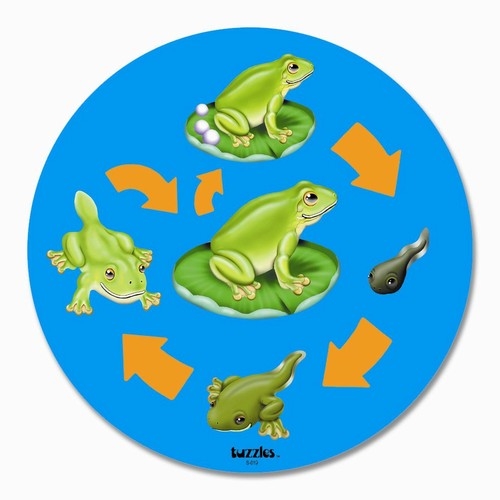 Montessori Materials Life Cycle of a Frog