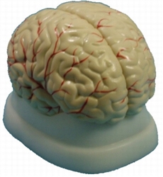 Human Brain Model