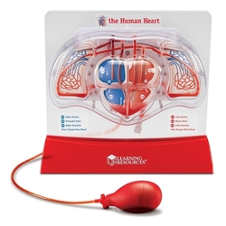 Pumping Heart Model