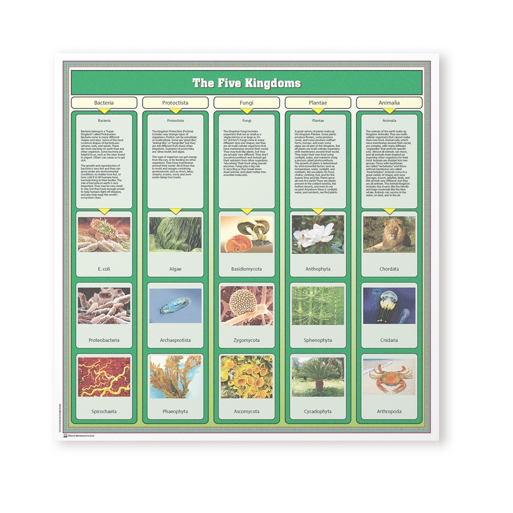 montessori-materials-the-five-kingdoms-chart-with-cards