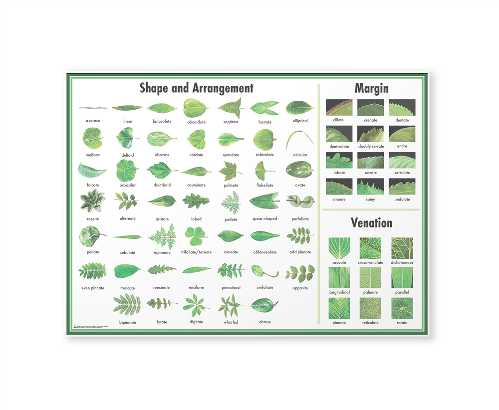 Montessori Materials Leaf Chart