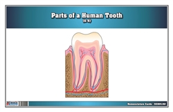 Parts of a Human Tooth 6-9