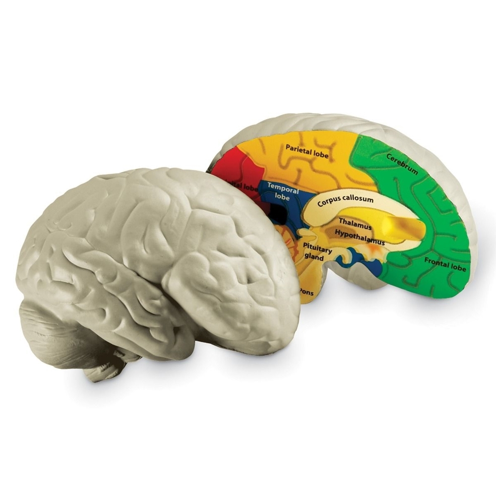brain model labeled