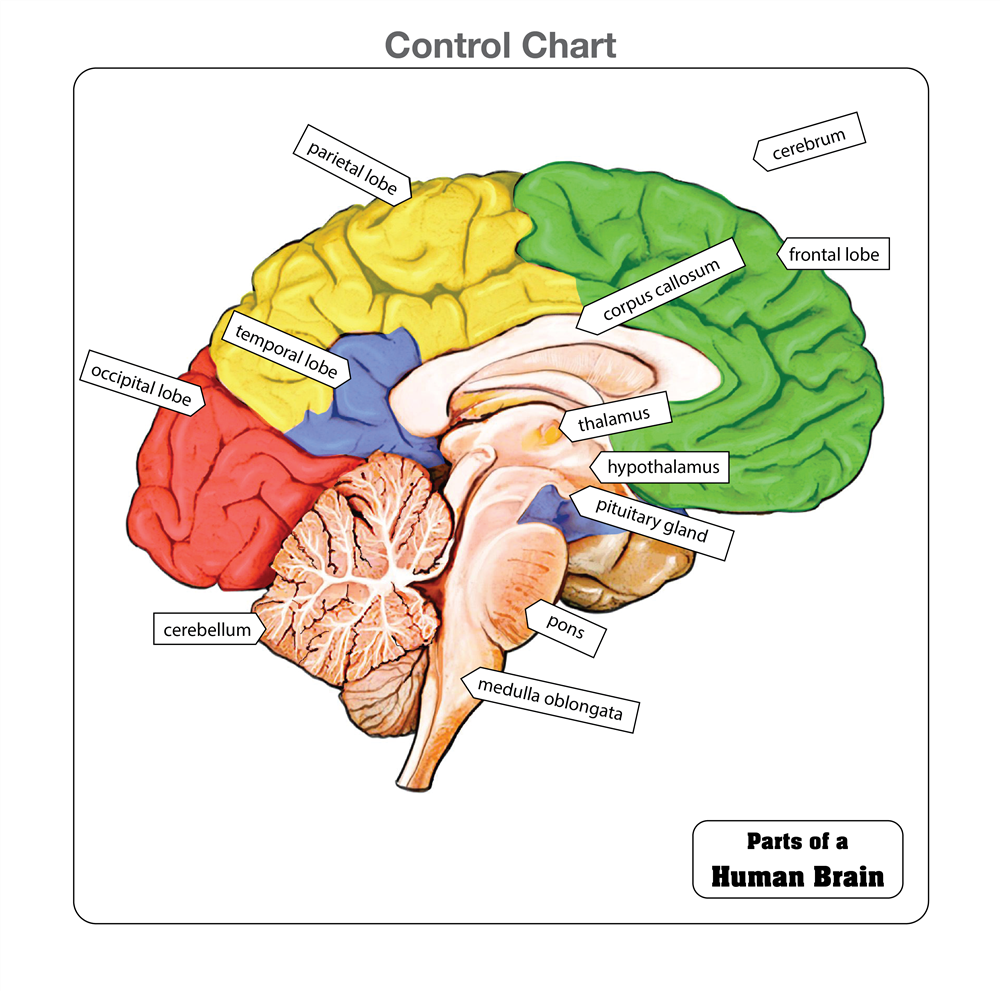 Montessori Materials: Parts of a Human Brain Puzzle