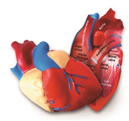 Cross section Human Heart Model