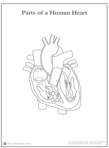 Montessori Materials: Parts of a Human Heart 6-9