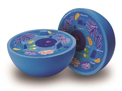 Cross Section Animal Cell Model