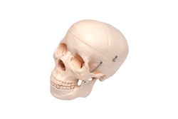 Human Skull Model