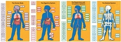 Human Body Bulletin Board Set