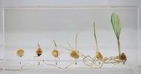 Corn Germination Specimen