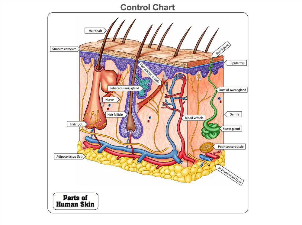 Parts Of The Skin For Grade 3