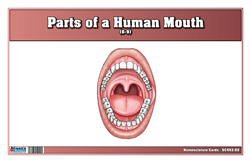 Parts of a Human Mouth Nomenclature Cards (6-9) (Printed)