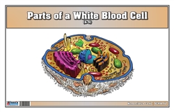 Parts of a White Blood Cell Nomenclature Cards (6-9) (Printed)