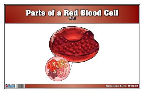 Parts of a Red Blood Cell Nomenclature Cards (6-9) (Printed)